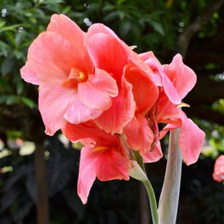 Picture for category Canna Lily