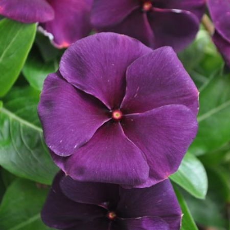 Picture for category Catharanthus (Annual Vinca)