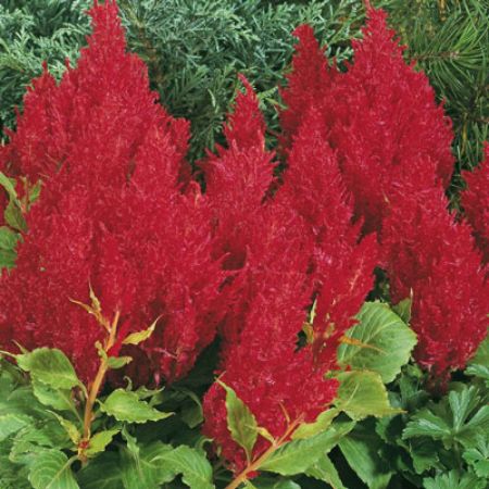 Picture for category Celosia (Cockscomb)