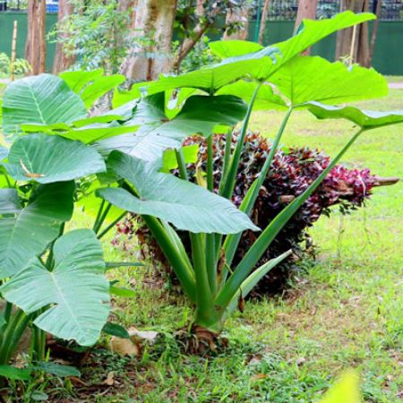 Picture for category Colocasia 