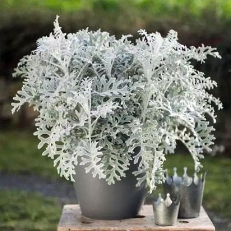 Picture for category Dusty Miller (Silver Ragwort)