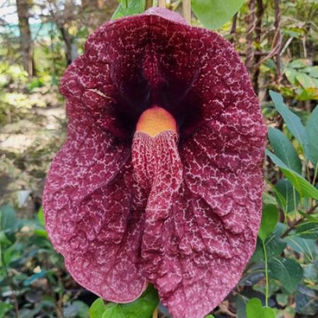 Picture for category Dutchman's Pipe (Pelican Flower)