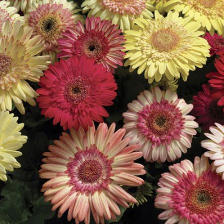 Picture for category Gerbera Daisy