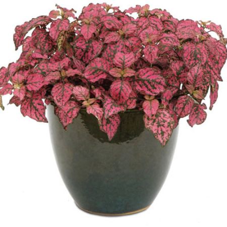 Picture for category Hypoestes (Polka Dot )