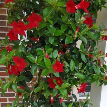 Picture for category Mandevilla (Rocktrumpet)