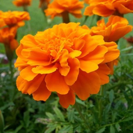 Picture for category Marigold 