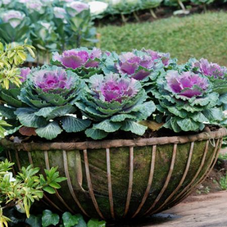 Picture for category Ornamental Cabbage 