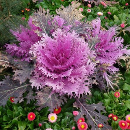 Picture for category Ornamental Kale 