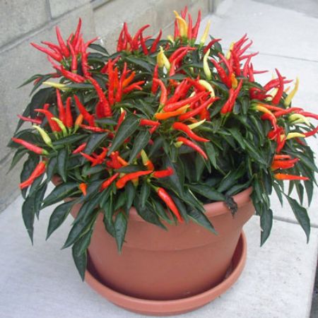 Picture for category Ornamental Pepper 