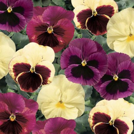 Picture for category Pansy (Viola)