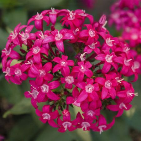 Picture for category Pentas (Star Flower)