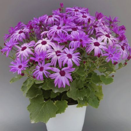 Picture for category Pericallis (Cineraria)