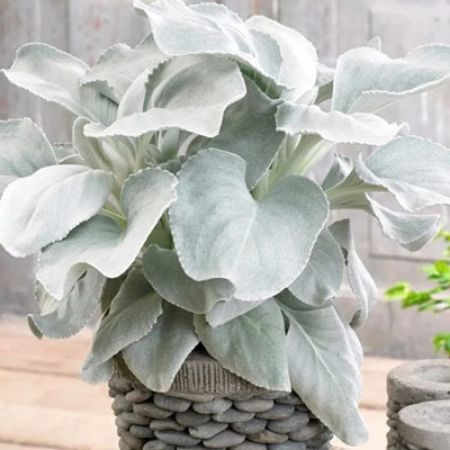 Picture for category Senecio (Sea Cabbage)