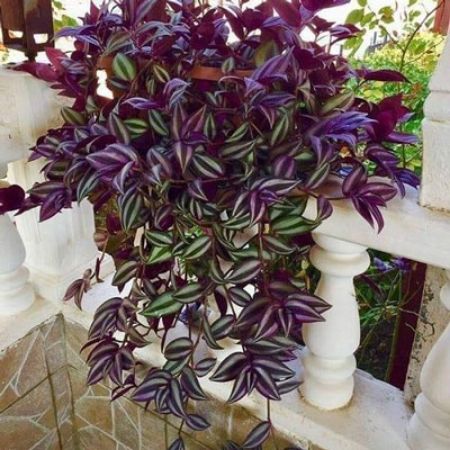 Picture for category Setcreasea (Wandering Jew)