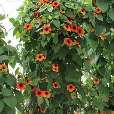 Picture for category Thunbergia (Black Eyed Susan Vine)