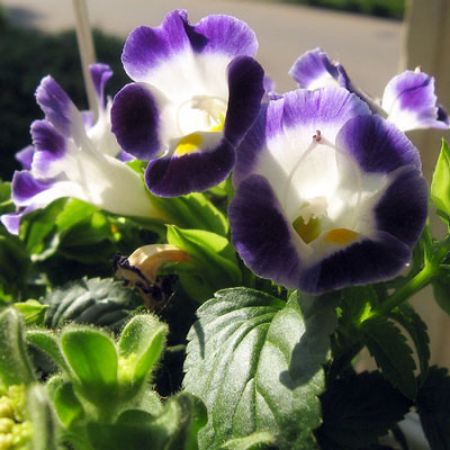 Picture for category Torenia (Wishbone Flower)