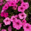 Picture of Supertunia® Vista Bubblegum® Petunia Plant