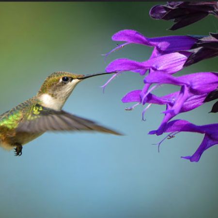 Picture for category Plants for Hummingbirds