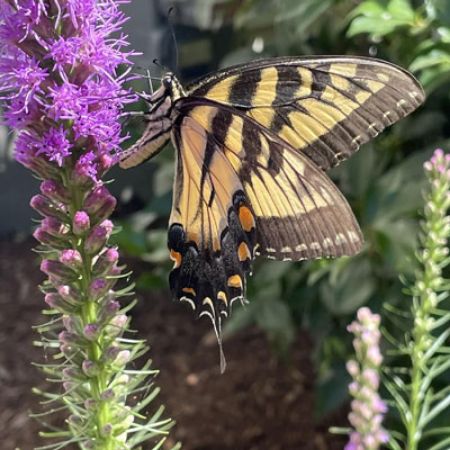 Picture for category Plants for Butterflies