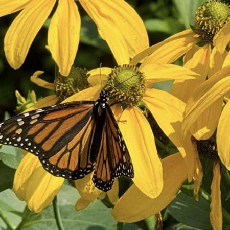 Picture for category Butterfly-Friendly Rudbeckia