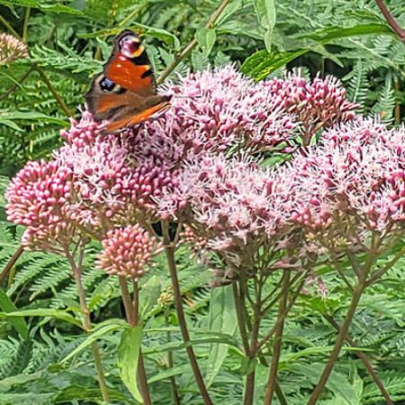 Picture for category Butterfly-Friendly Eupatorium