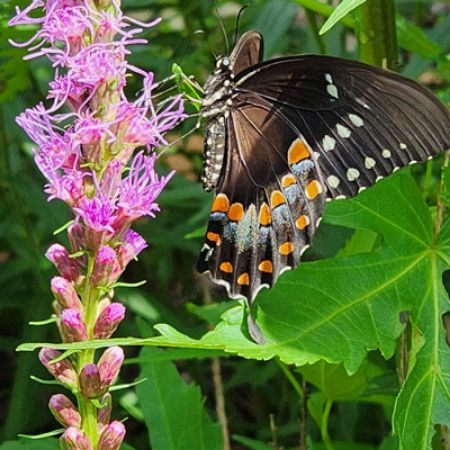 Picture for category Butterfly-Friendly Liatris