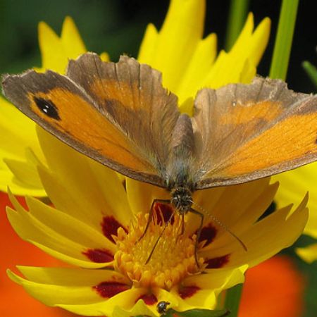 Picture for category Butterfly-Friendly Coreopsis