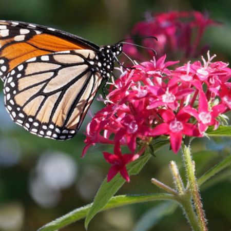 Picture for category Butterfly-Friendly Pentas