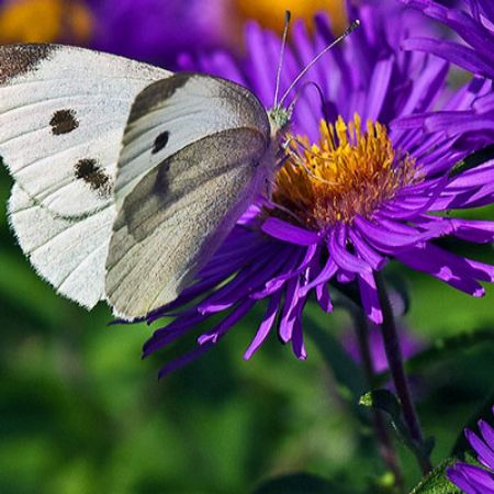 Picture for category Butterfly-Friendly Aster