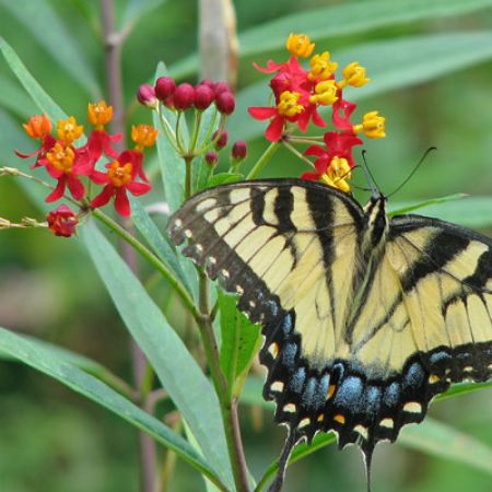 Picture for category Butterfly-Friendly Asclepias