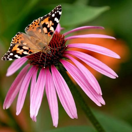 Picture for category Butterfly-Friendly Echinacea