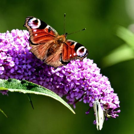 Picture for category Butterfly-Friendly Buddleia