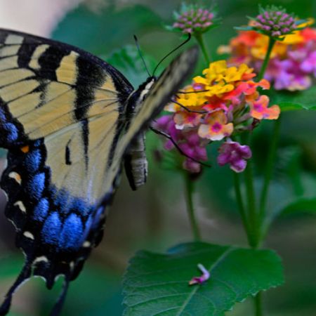 Picture for category Butterfly-Friendly Lantana