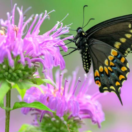 Picture for category Butterfly-Friendly Monarda