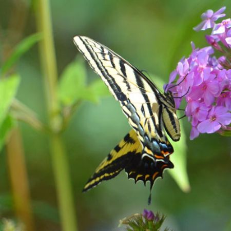 Picture for category Butterfly-Friendly Phlox