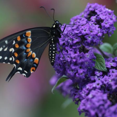 Picture for category Butterfly-Friendly Heliotrope