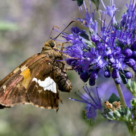 Picture for category Butterfly-Friendly Caryopteris