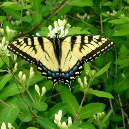 Picture for category Butterfly-Friendly Lonicera