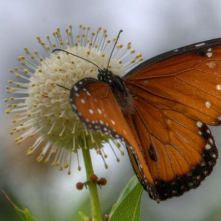 Picture for category Butterfly-Friendly Cephalanthus