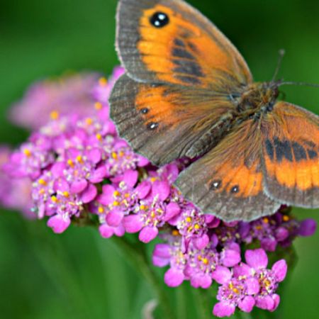 Picture for category Butterfly-Friendly Achillea