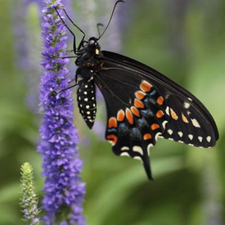 Picture for category Butterfly-Friendly Veronica