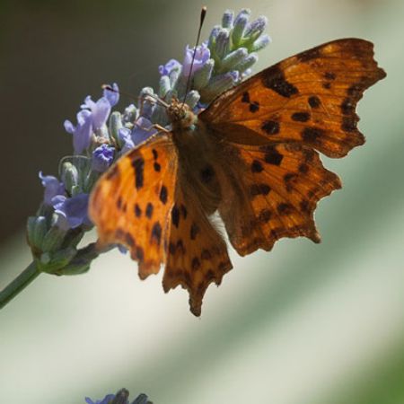 Picture for category Butterfly-Friendly Lavender