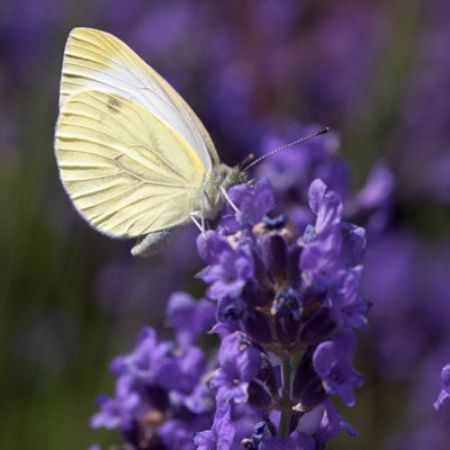 Picture for category Butterfly-Friendly Salvia