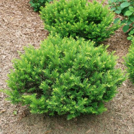 Stonehenge Dark Druid Yew is compact, rounded shrub with bright green foliage