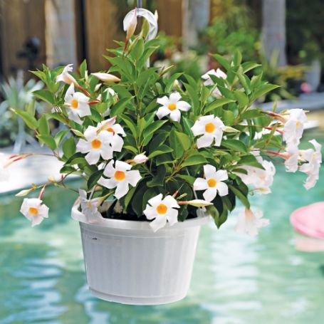 Picture of Sun Parasol® Garden White Mandevilla Plant 