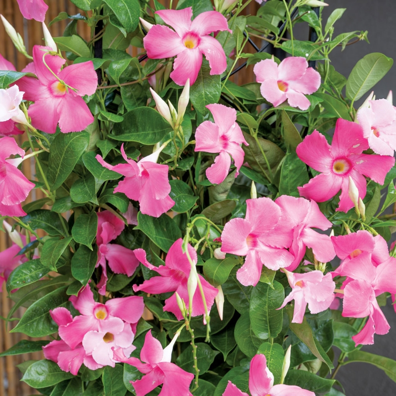 Picture of Sun Parasol® Giant Dark Pink Mandevilla Plant 