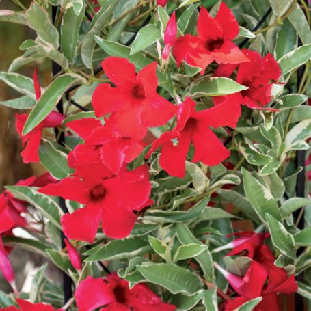 Picture of Sun Parasol® Giant Marbled Crimson Mandevilla Plant