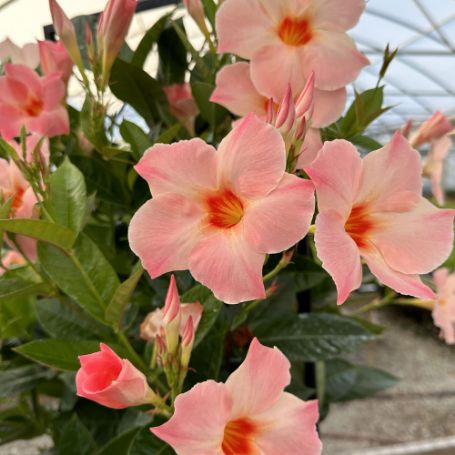 Picture of Sun Parasol® Giant Peach Sunrise Mandevilla Plant