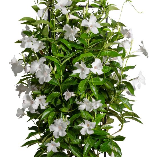 Picture of Sun Parasol® Giant Pure White Mandevilla Plant