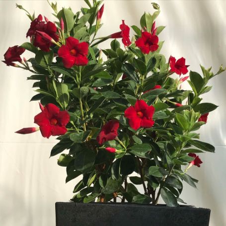 Picture of Sun Parasol® Mitebuster Red Mandevilla Plant